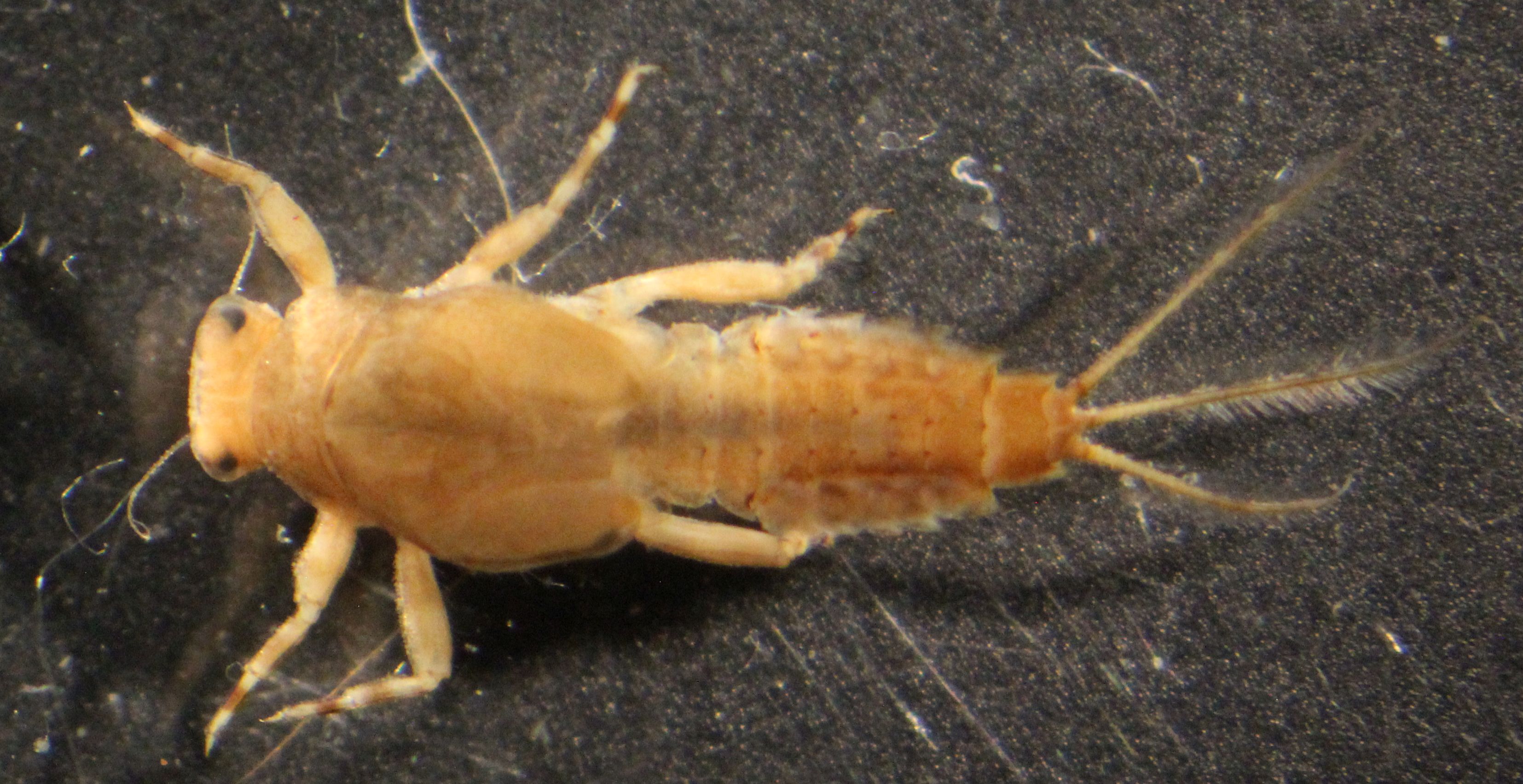 Ephemerellidae